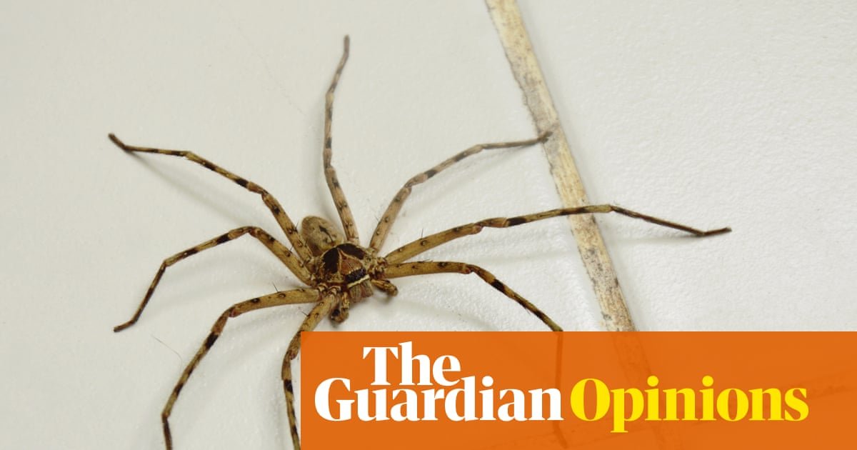 There’s an itsy-bitsy concern I wish to overcome. I’ll by no means be a fan, however can I not less than be Regular about spiders? | Rebecca Shaw