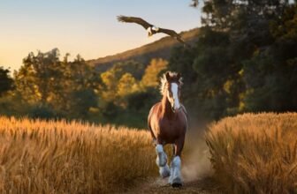 Tremendous Bowl LX Advertisements Lean on Comedy and Superstar in a Unstable Local weather