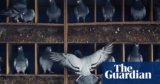 Medication, smuggling and abductions: contained in the quick and livid world of pigeon racing in Taiwan | Taiwan