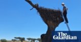 Killer within the nest: how younger storks are being strangled by plastic | Birds